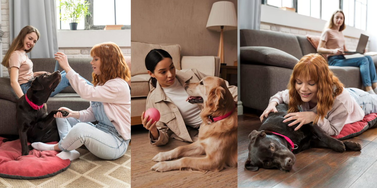 Indoor Activities That Keep Pets Happy and Engaged